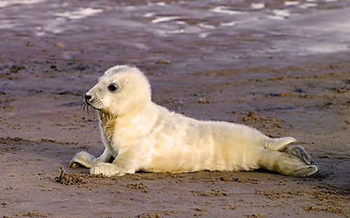 Grey Seal (Halichoerus grypus) Pup. Donna Nook, Lincolnshire, England